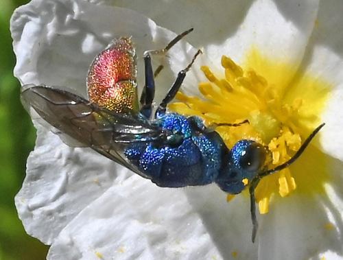 Réf. 358 717 : Chrysura refulgens